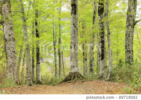 新鮮的綠色和臭鼬白菜盛開 89719082