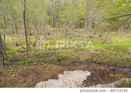 Fresh green and skunk cabbage in full bloom Fresh green and skunk cabbage in full bloom 89719192