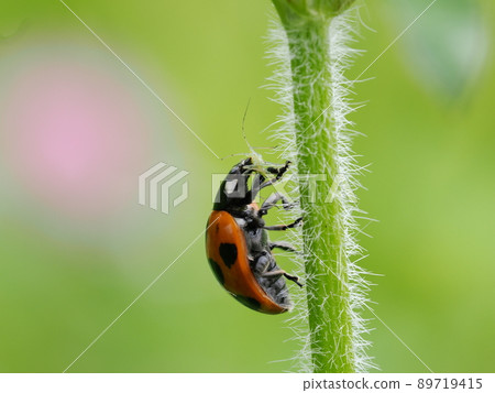 捕食者七星瓢蟲 89719415