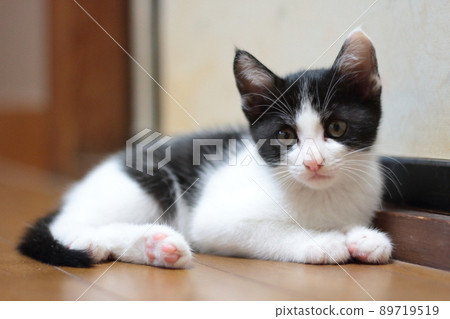 Fluffy, fluffy and cute indoor bee kitten Fluffy, fluffy and cute indoor bee kitten 89719519