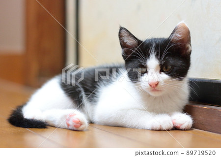 Fluffy, fluffy and cute indoor bee kitten Fluffy, fluffy and cute indoor bee kitten 89719520