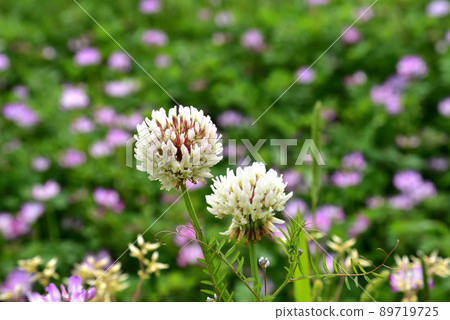 White clover and astragalus flowers at the site of this Yakushiji Temple 89719725