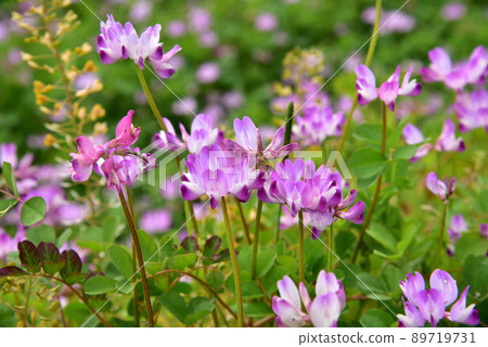 藥師寺遺址的蓮花 89719731