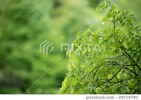 Beautiful green leaf scenery 89719740
