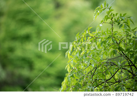 Beautiful green leaf scenery 89719742
