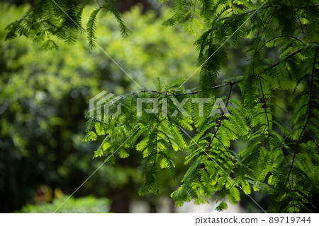 Beautiful green leaf scenery 89719744