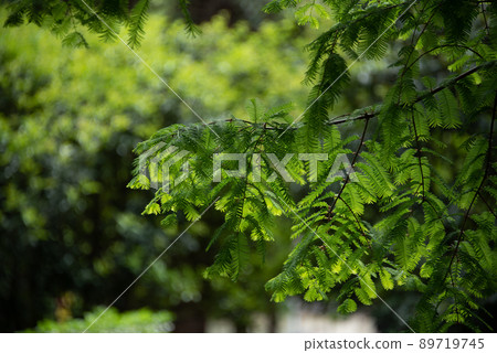 Beautiful green leaf scenery Beautiful green leaf scenery 89719745