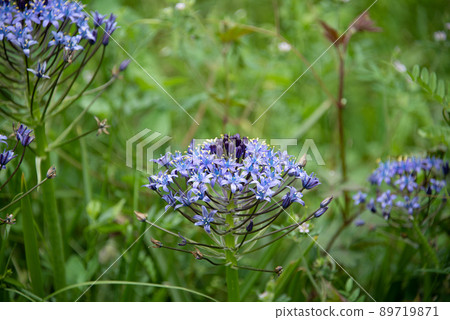 Purple flowers blooming in the sunny meadow 89719871