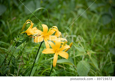 Bright yellow flowers in the meadow Bright yellow flowers in the meadow 89719872