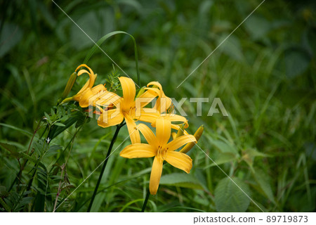 Bright yellow flowers in the meadow 89719873