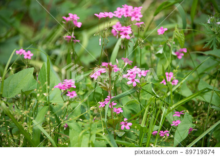 White and pink flowers growing toward the sun 89719874