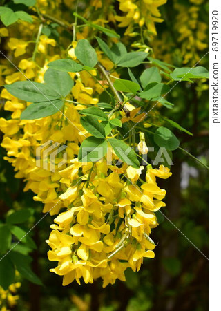 Kibana wisteria 89719920