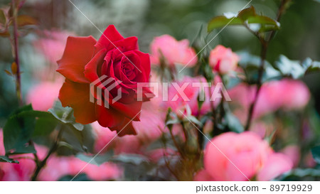 Red rose 89719929