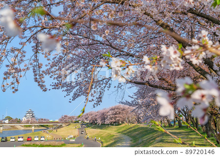 春天的砂俁市，櫻花盛開<岐阜縣大垣市> 89720146