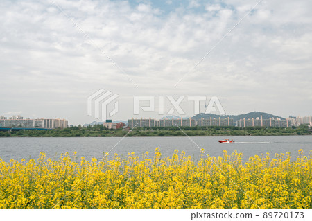 Yellow rape flower field and city view at Banpo Han river park Seorae island in Seoul, Korea 89720173