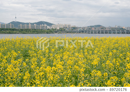 Yellow rape flower field and city view at Banpo Han river park Seorae island in Seoul, Korea 89720176