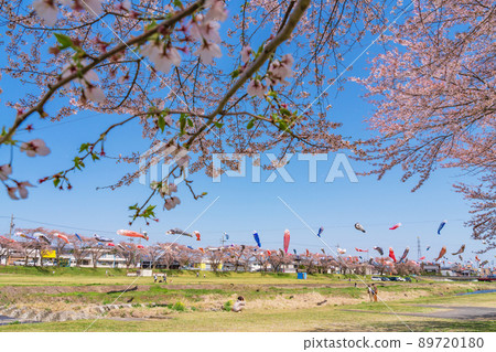 相川水部公園,盛開的櫻花和鯉魚旗<岐阜縣不和區> 相川水部公園,盛開的櫻花和鯉魚旗<岐阜縣不和區> 89720180