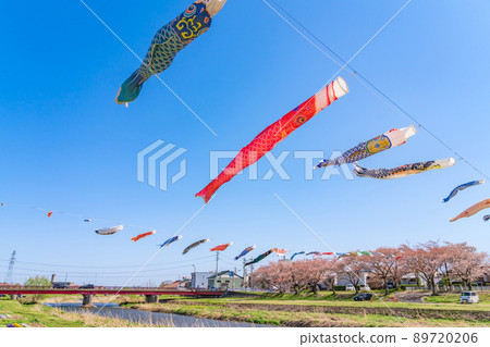 相川水部公園，盛開的櫻花和鯉魚旗<岐阜縣不和區> 89720206