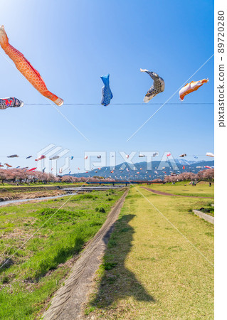 相川水部公園,盛開的櫻花和鯉魚旗<岐阜縣不和區> 相川水部公園,盛開的櫻花和鯉魚旗<岐阜縣不和區> 89720280