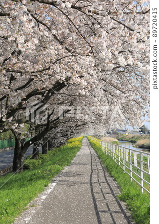 Sakura rape blossoms Ishida River Sakura rape blossoms Ishida River 89720415