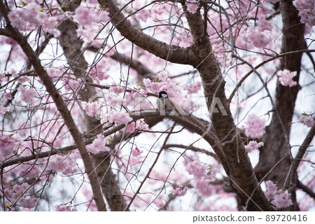Great tit staying on a tree branch and looking at the cherry blossoms Great tit staying on a tree branch and looking at the cherry blossoms 89720416