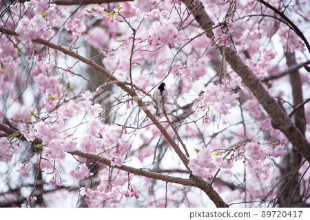 Great tit staying on a tree branch and looking at the cherry blossoms Great tit staying on a tree branch and looking at the cherry blossoms 89720417