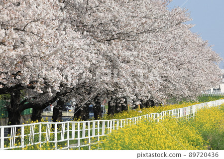Sakura rape blossoms Ishida River Sakura rape blossoms Ishida River 89720436