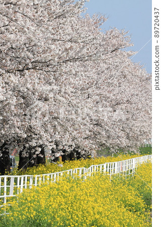 Sakura rape blossoms Ishida River Sakura rape blossoms Ishida River 89720437