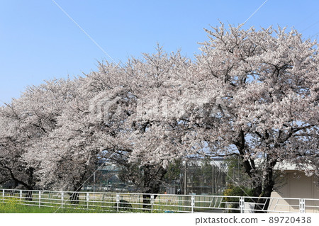 櫻花油菜花石田川 櫻花油菜花石田川 89720438