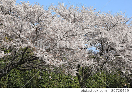 櫻花油菜花石田川 89720439