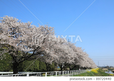櫻花油菜花石田川 櫻花油菜花石田川 89720440