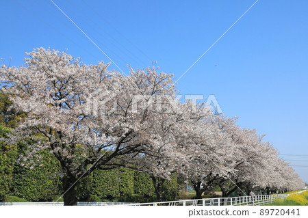 櫻花油菜花石田川 櫻花油菜花石田川 89720441