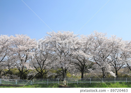 Sakura rape blossoms Ishida River Sakura rape blossoms Ishida River 89720463
