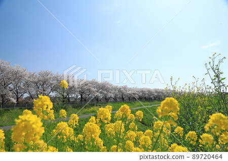 櫻花油菜花石田川 櫻花油菜花石田川 89720464