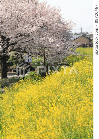 櫻花油菜花石田川 櫻花油菜花石田川 89720467