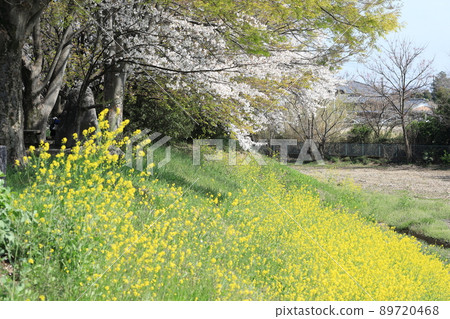 櫻花油菜花石田川 櫻花油菜花石田川 89720468