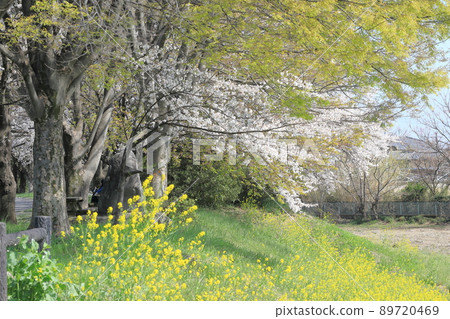 櫻花油菜花石田川 櫻花油菜花石田川 89720469