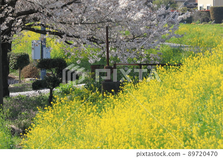 櫻花油菜花石田川 櫻花油菜花石田川 89720470