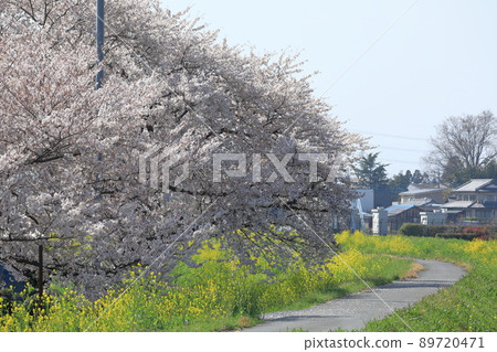 櫻花油菜花石田川 櫻花油菜花石田川 89720471