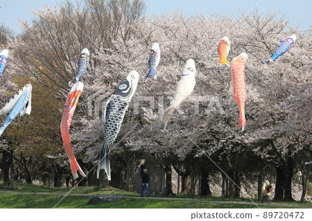 櫻花油菜花鯉魚旗 櫻花油菜花鯉魚旗 89720472