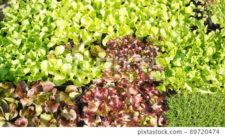 For growing lettuce leaves For growing lettuce leaves 89720474