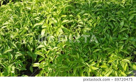 for growing pepper trees for growing pepper trees 89720475