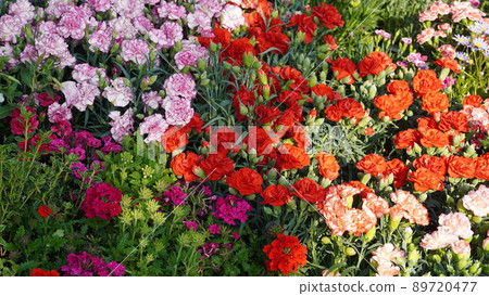 different colored carnations different colored carnations 89720477
