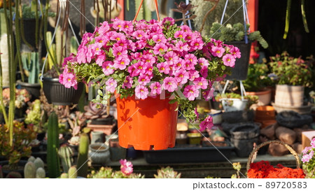 red flower pots hanging in a flower shop red flower pots hanging in a flower shop 89720583