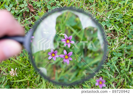 Observe Sisyrinchium with a magnifying glass Observe Sisyrinchium with a magnifying glass 89720942