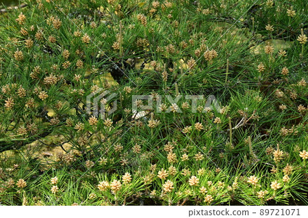 黑松 (black pine) 裸子植物 89721071