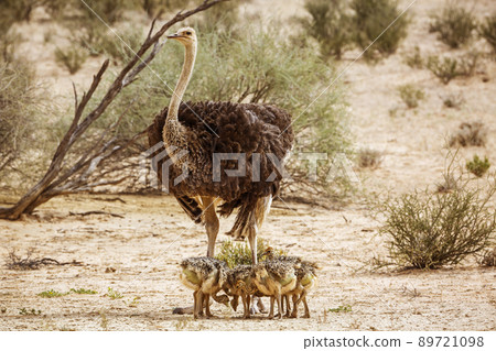 African Ostrich in Kgalagadi transfrontier park, South Africa African Ostrich in Kgalagadi transfrontier park, South Africa 89721098