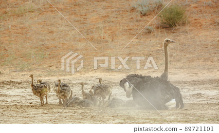 African Ostrich in Kgalagadi transfrontier park, South Africa 89721101