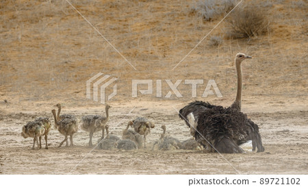 African Ostrich in Kgalagadi transfrontier park, South Africa 89721102