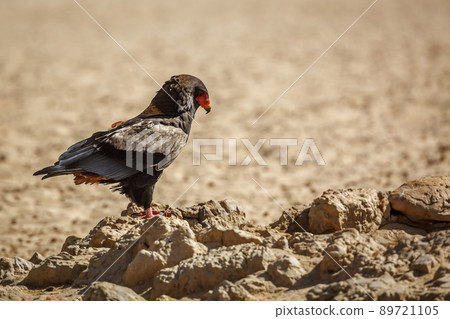Bateleur Eagle in Kgalagadi transfrontier park, South Africa Bateleur Eagle in Kgalagadi transfrontier park, South Africa 89721105